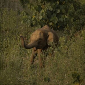Wayanad Wildlife Sanctuary Safari: What to Expect and How to Prepare