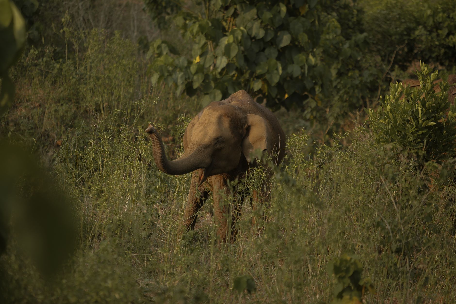 Wayanad Wildlife Sanctuary Safari: What to Expect and How to Prepare