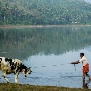 Pookode Lake: A Peaceful Half-Day Wayanad Itinerary