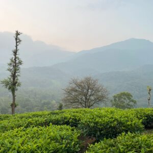 Wayanad for First-Timers: A Simple 3-Day Itinerary