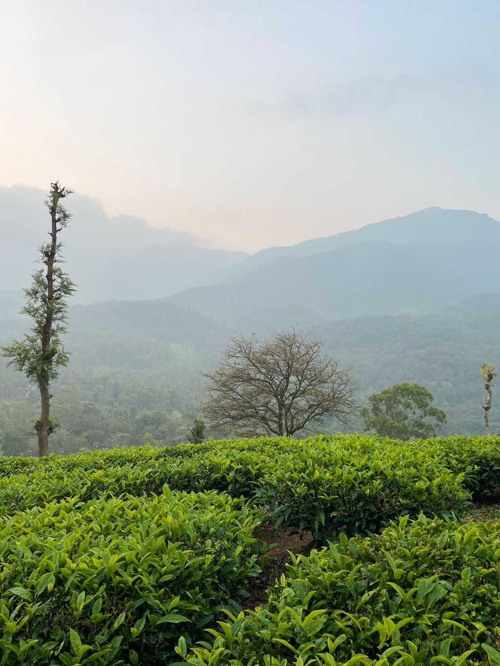 Wayanad for First-Timers: A Simple 3-Day Itinerary