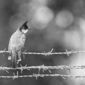 Bird Watching in Wayanad: Best Spots and Times of Day