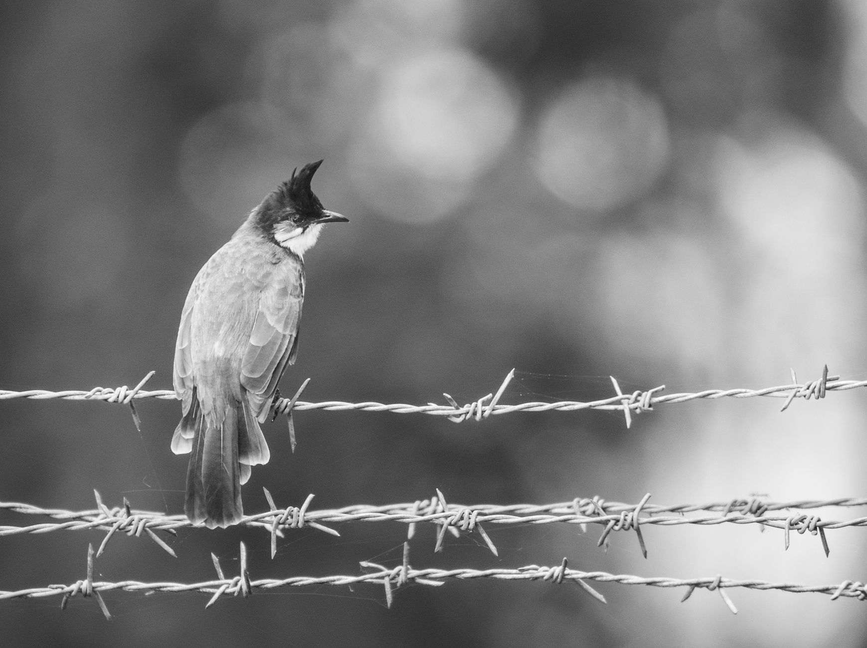 Bird Watching in Wayanad: Best Spots and Times of Day