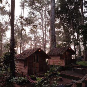 Homestays vs Resorts in Wayanad: Which Should You Choose?