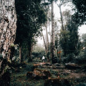 6 Days in Wayanad Solo: Treks, Villages and Wildlife Itinerary