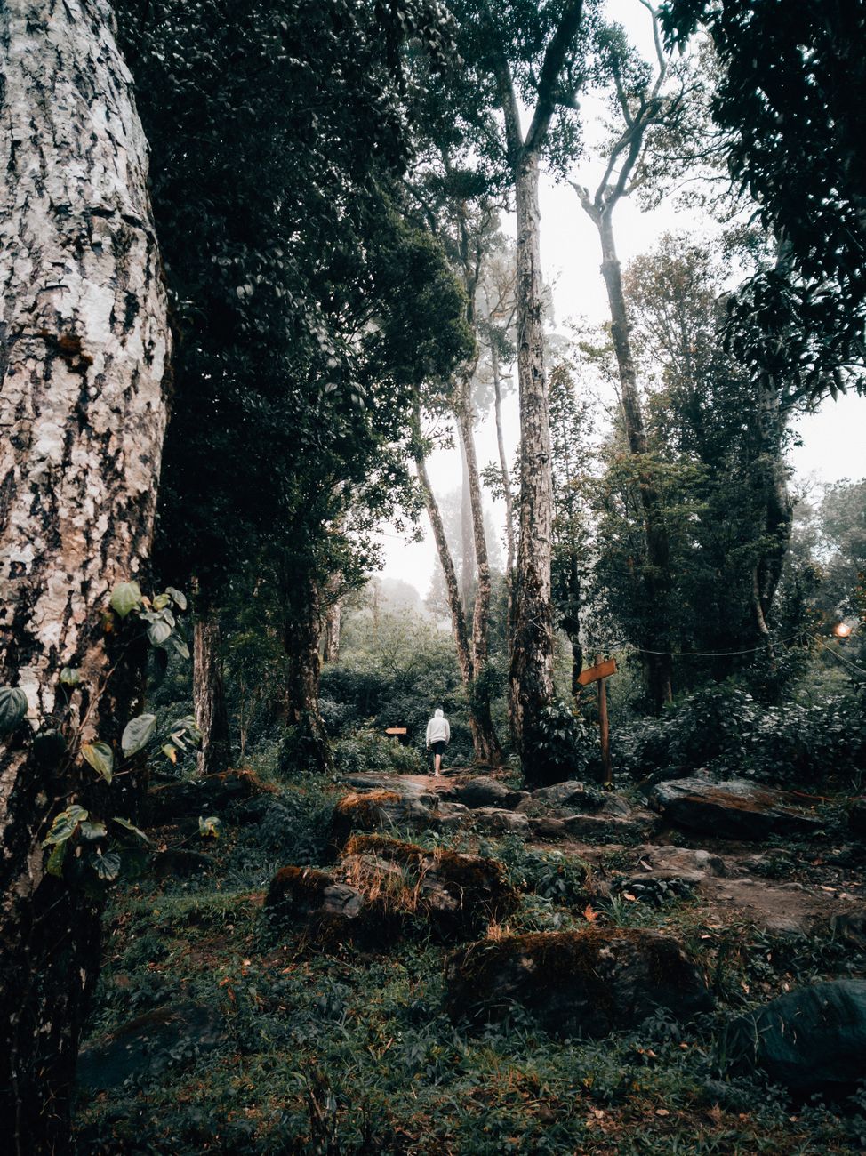 6 Days in Wayanad Solo: Treks, Villages and Wildlife Itinerary
